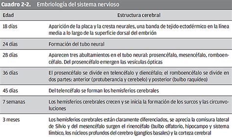 Desarrollo Cognitivo Y MaduraciÓn Cerebral Timeline Timetoast