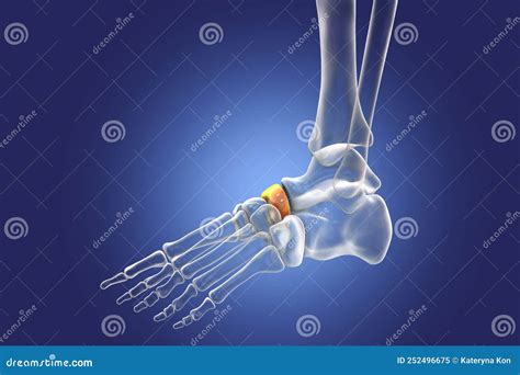 Human Foot Anatomy Navicular Bone Of The Foot Stock Illustration