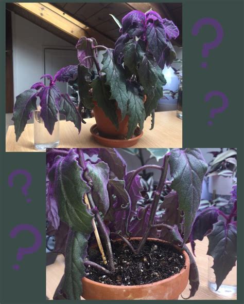 Hello Just Wondering What I Could Do To Tidy Up My Purple Passion Plant The Old Growth Looks