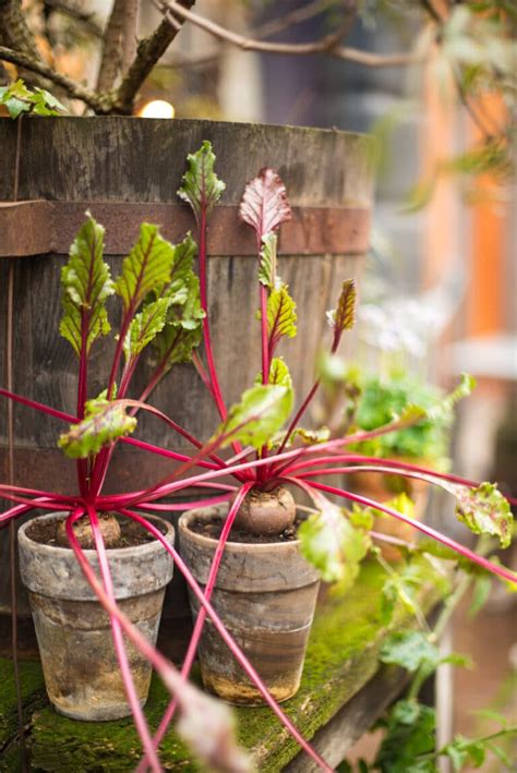 Growing Beets In Containers: Everything You Need To Know