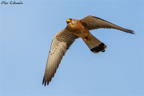 Cern Calo Primilla Lesser Kestrel Falco Naumanni Mac Flickr