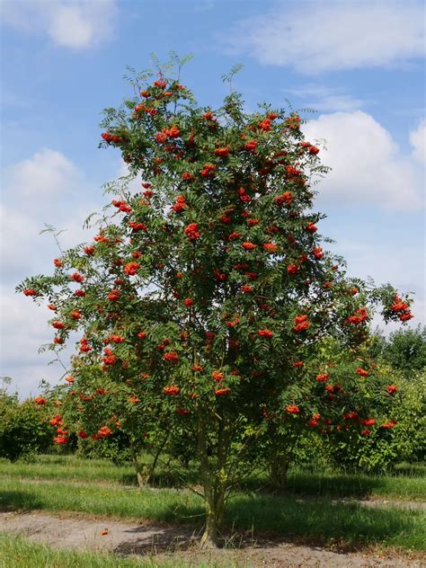 Sorbus Aucuparia Rowan Tree Mountain Ash Quinta Dos Ouriques