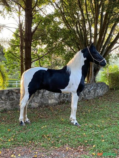 Cavalos A Venda Mangalarga Marchador - Cavalo Mangalarga Marchador em Ibiúna SP à venda. Compre direto 86185