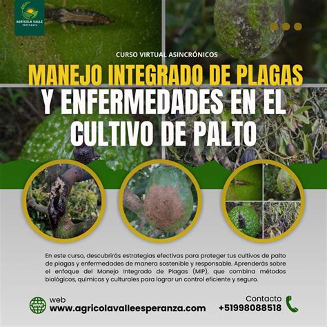 Manejo Integrado De Plagas Y Enfermedades En El Cultivo De Palto Agrícola Valle Esperanza