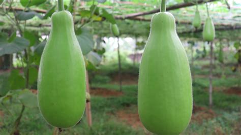 শীতকালীন লাউ চাষ পদ্ধতি Bottle Gourd Cultivation Lau Cash