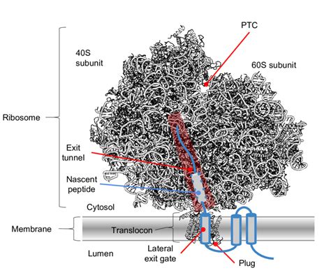 A Cartoon Of The Ribosome In Association With The Translocon During