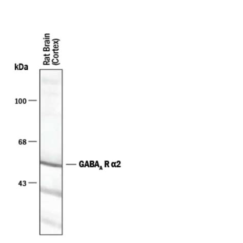 GABA A R alpha 2 Antibody R D Systems 50μL Unlabeled Antibodies