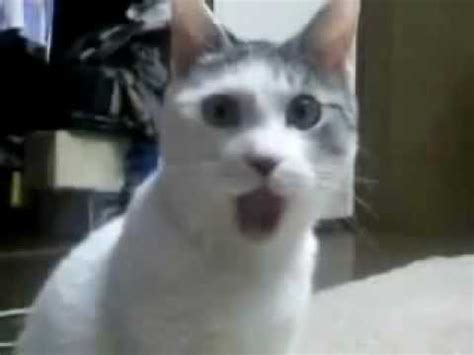 OMG Kitten: Explained* | OMG Cat | Know Your Meme