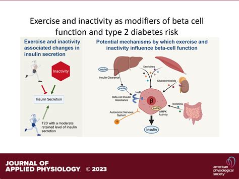 Exercise And Inactivity As Modifiers Of β Cell Function And Type 2