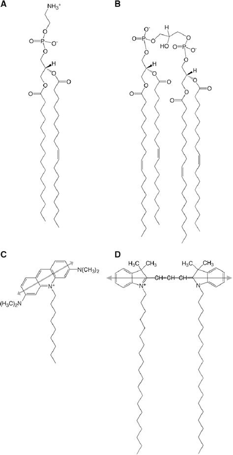 Chemical Structures Of The Synthetic Lipids And Fluorescent Membrane