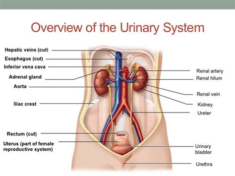 Urinary System Bio Lecture Flashcards Quizlet