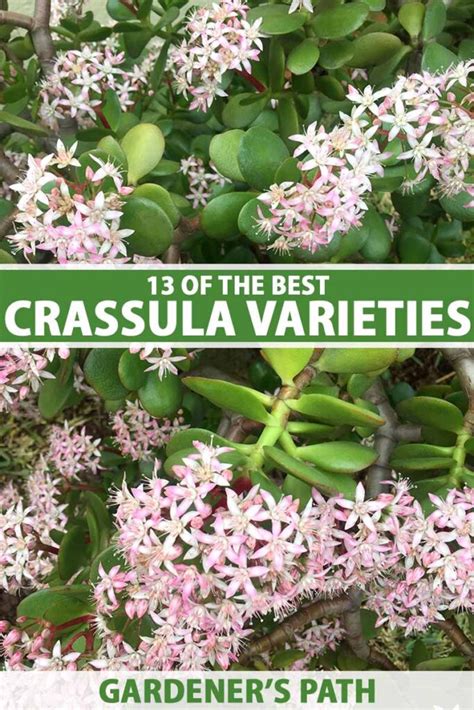 13 of the Best Crassula Varieties to Grow at Home