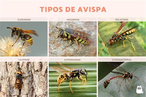 Perspicaz Luna Especialista Avispa De Patas Colgantes Valiente Muy