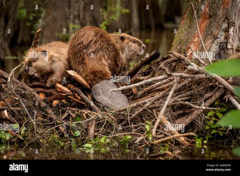 North American Beaver Castor Canadensis Male Right And Female Left