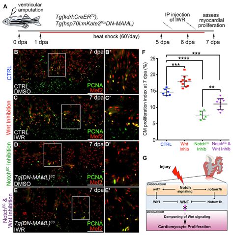 Endocardial Notch Signaling Promotes Cardiomyocyte Proliferation In The