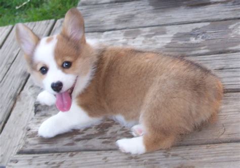 corgi info