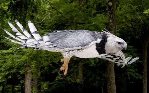 Amazon Rainforests Animals : The Harpy Eagle ~ Amazon Rainforest Animals