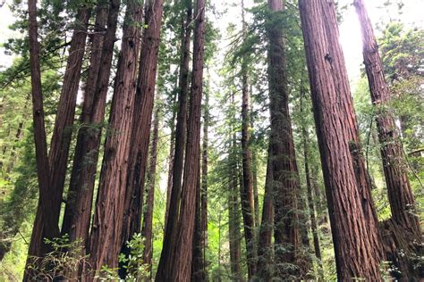 Tips For Visiting Muir Woods National Monument Trips With Tykes