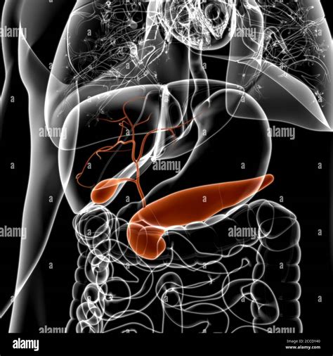 V Sicule Biliaire Syst Me Digestif Humain Anatomy For Medical Concept