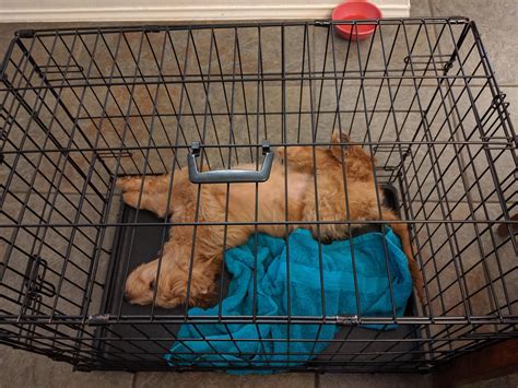 Crate Training A Puppy — Dog & Puppy Training