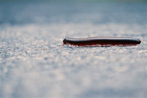 What Is The Difference Between Centipedes And Millipedes Difference