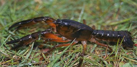 Australian endangered species: Tasmanian burrowing crayfish