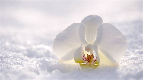 White Orchid Wallpapers - Top Free White Orchid Backgrounds ...