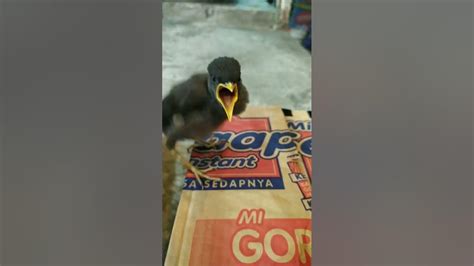 Sarapan Pagi Burung Jalak Kebo Burung Jalakkebo Jalak Burung