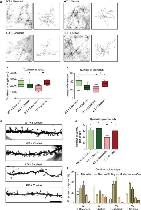 Rescue Of Neuronal Morphology And Dendritic Spine Density In Vivo By