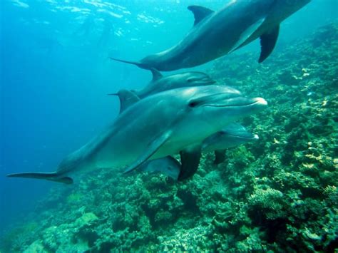 Are Dolphins Endangered? They Are and the Sad Reasons Matter - Owlcation