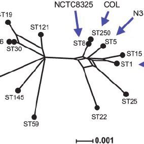 Phylogenetic Diversity Of The Sequenced S Aureus Strains The Split