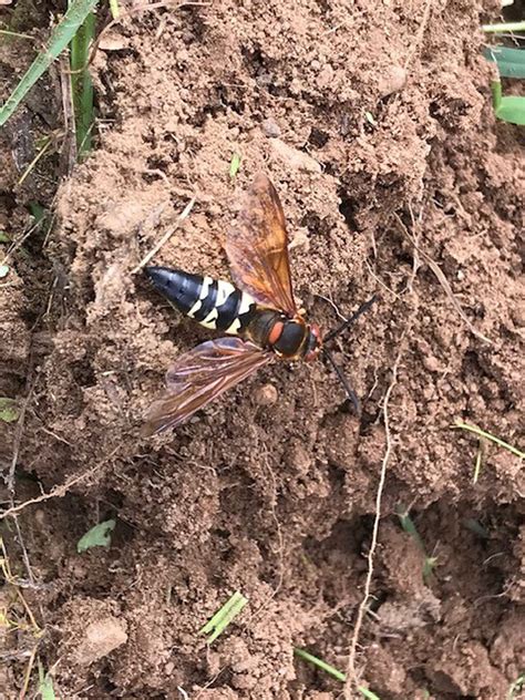 Cicada Killer Wasp Male