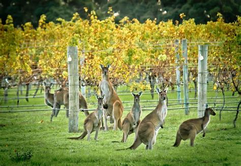 Kangaroos At Australian Vineyards Margaret River Wineries Australian