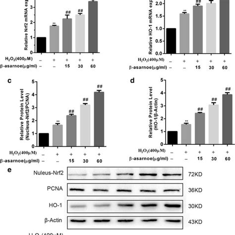 β Asarone Enhanced The Activation Of Nrf2ho 1 Pathway In Pc12 Cells