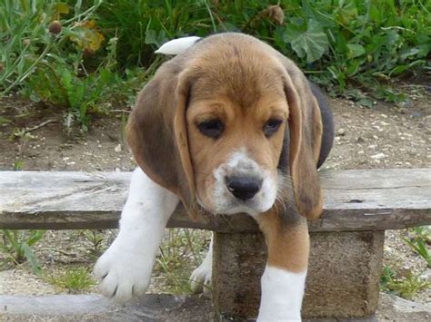 Chiots Beagle LOF Petite Annonce Chien