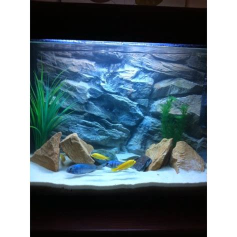 How To Make Artificial Rocks For A Fish Aquarium - Aquarium Views