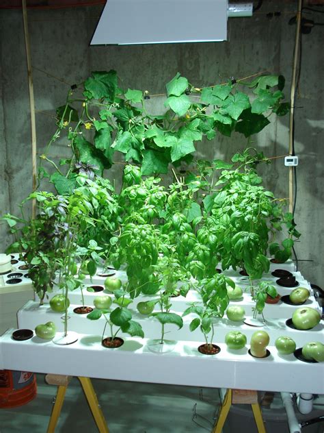 Indoor Hydroponic Garden Plants Thuem Garden Plant