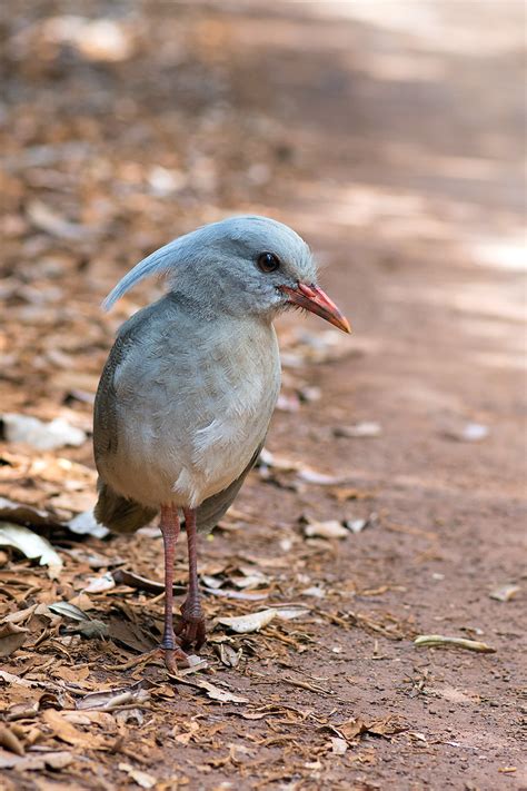 Cagou Rhynochetos Jubatus Kagu Le Cagou Est L Oiseau E Flickr