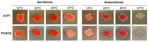 Serratia Marcescens Colony Morphology