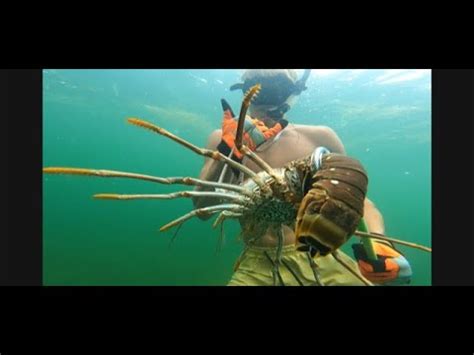 Florida Keys Lobster Mini Season Youtube