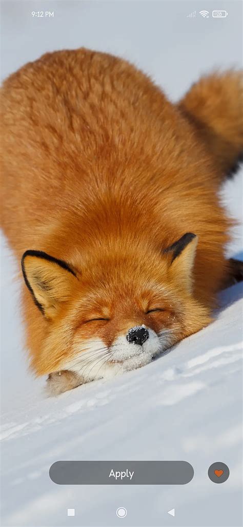 Cute Fox HD Phone Wallpaper Peakpx