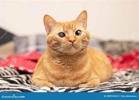 Cute Ginger Cat Lying On The Bed Stock Photo Image Of Rest Blanket