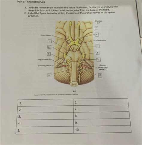 Solved Part Cranial Nerves With The Human Brain Model Chegg