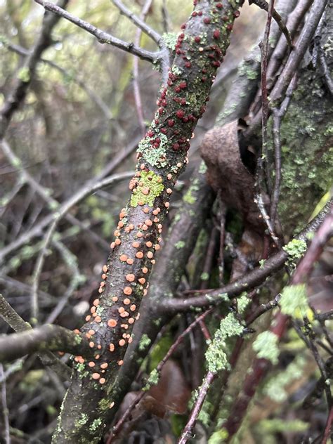 Rotpustelpilz Nectria Cinnabarina Rotpustelpilz Nectria Flickr