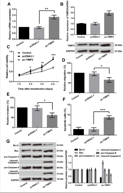 Regulatory Role Of MiR 203a In TIMP2 Expression A The MRNA And B