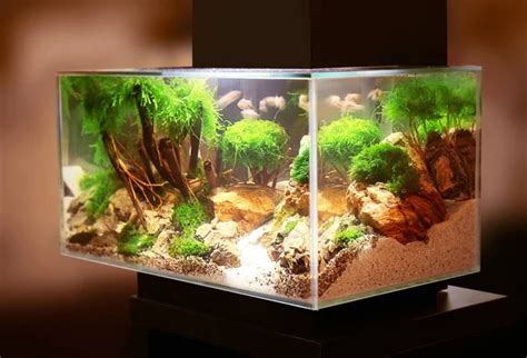 Best Aquarium LED Lighting [2022]: An Expert's Buying Guide