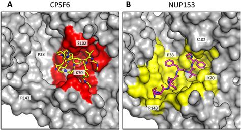 Cpsf6 And Nup153 Interact With Distinct Sets Of Ca Residues Within The