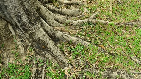 How To Remove Tree Roots From Lawn In Easy Ways