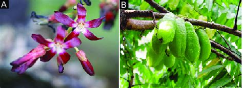 (A) Averrhoa bilimbi flower; (B) Averrhoa bilimbi fruit. | Download ...