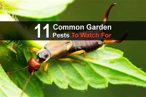 Common Garden Pests And How To Deal With Them Naturally